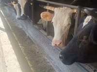 Vache, Race Holstein — photo 1