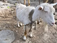 Ziege, Fergana goat — Foto 1