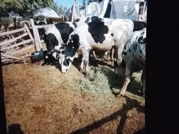 Taureau, Russian Black pied cattle