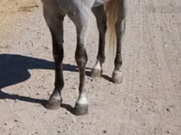 Caballo, Tennessee Walking Horse — foto 6