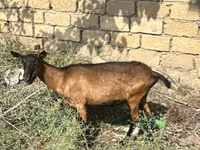 雌ヤギ, Alpine goat — 写真 2
