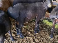 كبش, Edilbay sheep — الصورة 2