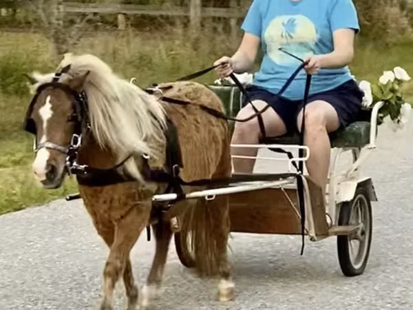 حصان, Miniature horse
