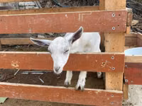 Ziege, Fergana goat — Foto 4