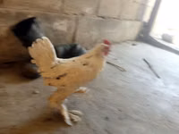 بيرغيشه كرهير — الصورة 6