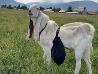 Boucs, Gulabi goats — photo 4