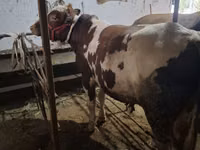 Banteng, Ukrainian Red Pied Dairy cattle — foto 1