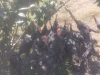 Turkeys — photo 2