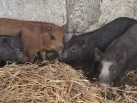 Boar — photo 4