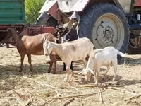 Ziege, Nubian Goat — Foto 4