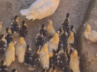 Ducks — Foto 3