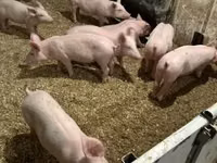 Schweine (Partie, Geschlecht nicht angegeben) — Foto 5