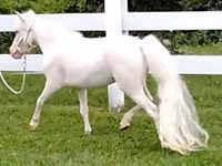 घोड़ी, Miniature horse — फ़ोटो 4