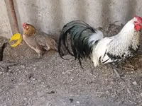 Chickens — फ़ोटो 2