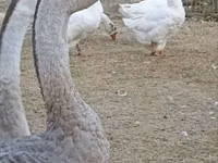 أفريقي — الصورة 1