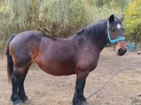 Jument, Chevaux — photo 2