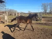 Caballo, Hungarian horse breed — foto 3