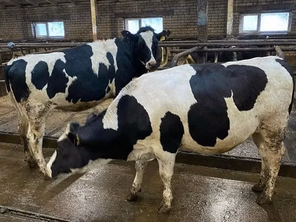 Kuh, Holstein-Rasse