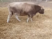母牛, Brown Carpathian breed — 照片 1