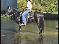 Stute, Tennessee Walking Horse — Foto 7