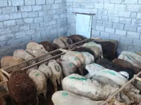 Sheep, Sheep — photo 6