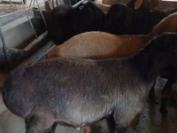 बकरा, Boer goat — फ़ोटो 5