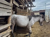 雄馬, Kustanai horse — 写真 3
