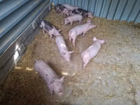 Babi jantan — foto 3