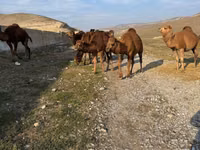 Camello, Camellos — foto 3