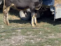 Banteng, Cattle — foto 2