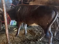 بقرة, Russian Black pied cattle — الصورة 3