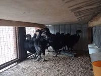 Ayam Cemani — photo 4