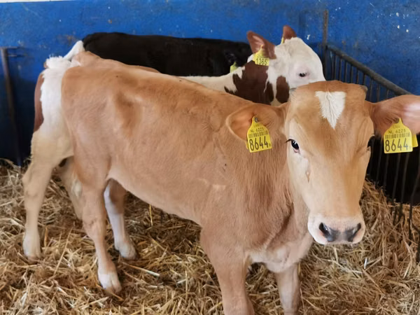 Bulle, Simmental cattle