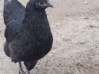 Gallo de pelea de fosa australiano — foto 3