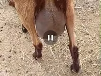 Cabra, Saanen goat — foto 7