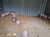 Babi jantan — foto 2