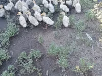 German Pekin — photo 2