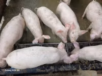 Babi jantan, Pigs — foto 2