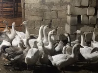 Geese — Foto 2
