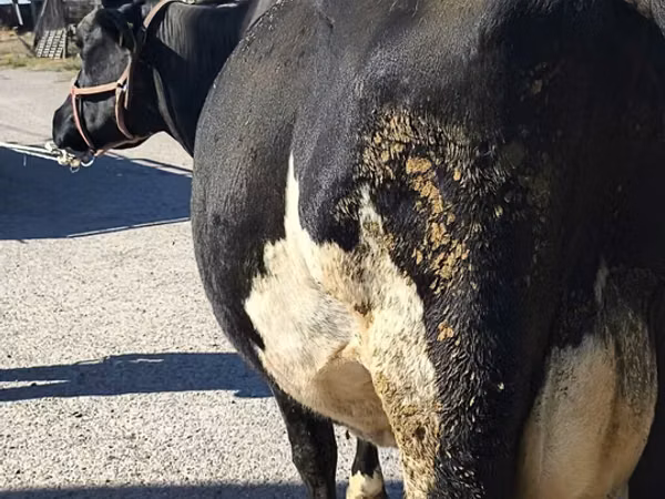 Vaca, Raza Holstein