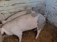 Babi betina, Pigs — foto 1