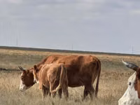Kuh, Latvian Blue cattle — Foto 2