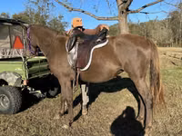 Yegua, Rocky Mountain Horse — foto 5