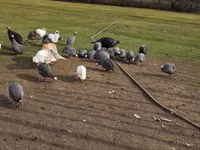 Turkeys — 写真 3