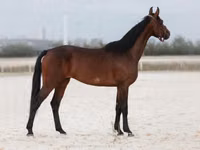 فرس, Manipuri pony — الصورة 3