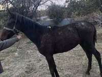 Kuda jantan, Kazakh horse — foto 1