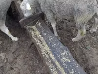 公羊, Ile-de-France sheep — 照片 3