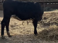 Kuh, Swiss cattle — Foto 5