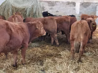 Bulle, Simmental cattle — Foto 4
