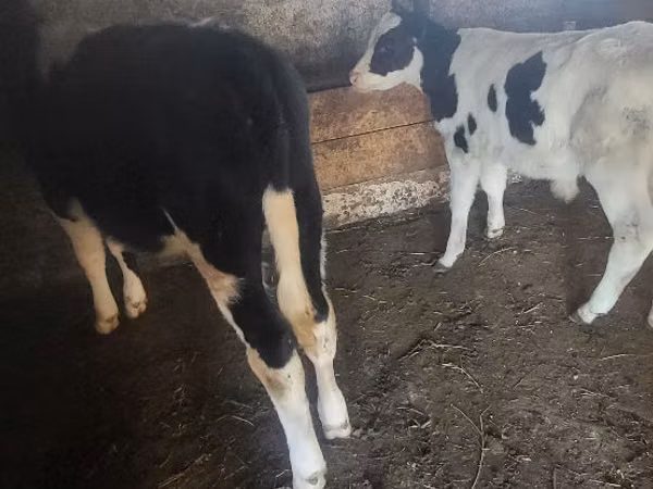 ثور, Russian Black pied cattle